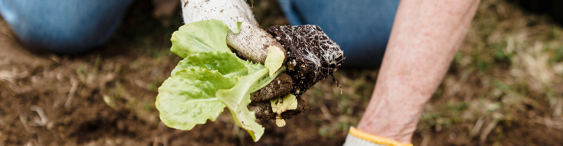 Close up of person gardening