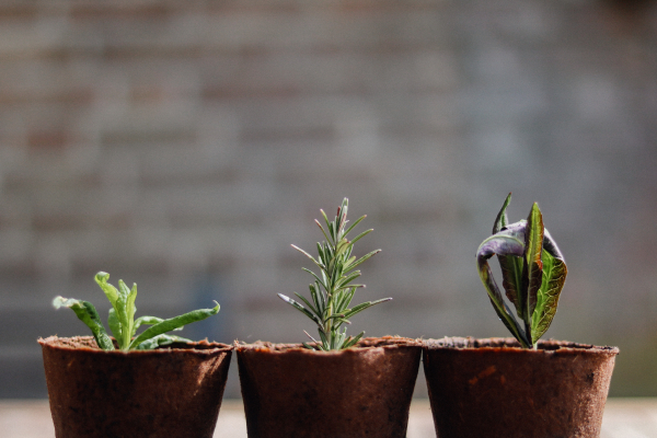 plants growing